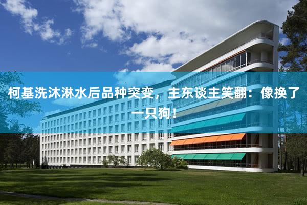 柯基洗沐淋水(shuǐ)後品種突變,主東(dōng)談主笑(xiào)翻:像換了(le)一(yī)隻狗!